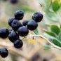 100% True Rare Black Goji Lycium Ruthenicum Murray Herb  60 Seeds