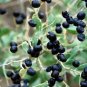 100% True Rare Black Goji Lycium Ruthenicum Murray Herb  60 Seeds