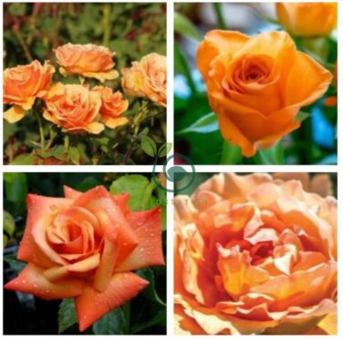 Orange Rose 200 Seeds
