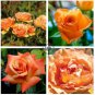 Orange Rose 200 Seeds