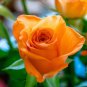 Orange Rose 200 Seeds