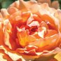 Orange Rose 200 Seeds
