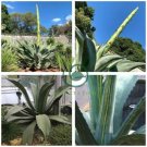 Agave salmiana Garden Plants  20 Seeds
