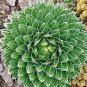 Agave Victoriae-Reginae, exotic rose succulent aloe hardy plant 20 Seeds