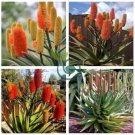 Aloe rupestris - Succulents Garden Plants Seeds 20 Seeds