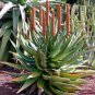 Aloe rupestris - Succulents Garden Plants Seeds 20 Seeds