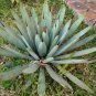 Agave Macroacantha Schwarzstachel Leaves Succulent plant 20 Seeds