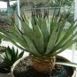 Agave Macroacantha Schwarzstachel Leaves Succulent plant 20 Seeds
