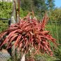 Aloe spicata - Succulent Garden Plants   20 Seeds