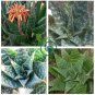 ALOE maculata - Succulent Garden Plants 20 Seeds