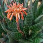 ALOE maculata - Succulent Garden Plants 20 Seeds