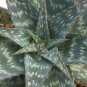ALOE maculata - Succulent Garden Plants 20 Seeds