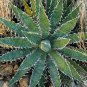 Agave xylonacantha - Succulent Garden 20 Seeds