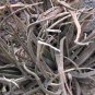 Agave xylonacantha - Succulent Garden 20 Seeds