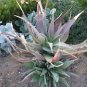 Aloe chabaudii - Succulent Garden Plants 20 Seeds