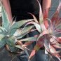 Aloe chabaudii - Succulent Garden Plants 20 Seeds