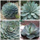 Agave potatorum - Succulent Garden Plants 20 Seeds