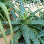 Aloe grandidentata - Succulent Garden Plants 20 Seeds