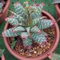 Aloe grandidentata - Succulent Garden Plants 20 Seeds