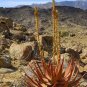 Aloe Gariepensis - Gariep River Aloe - succulent rare agave cactus 20 Seeds