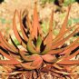 Aloe Gariepensis - Gariep River Aloe - succulent rare agave cactus 20 Seeds