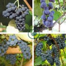 Bluebell Grape 200 Seeds