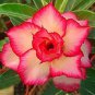 'Young Baby' Double Desert Rose Adenium 4 Seeds