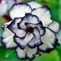 'Young Baby' Double Desert Rose Adenium 4 Seeds