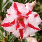 Four-color Double Adenium Desert 4 Seeds