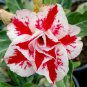 Four-color Double Adenium Desert 4 Seeds