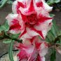 Four-color Double Adenium Desert 4 Seeds