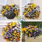 Beautiful Hanging Bonsai Colorful Pansy 40 Seeds