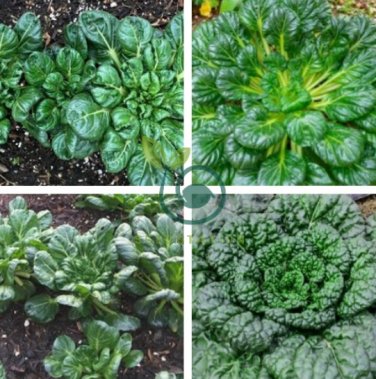 Wuta-tsai Chinese Black Vegetables 80 Seeds
