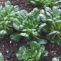 Wuta-tsai Chinese Black Vegetables 80 Seeds