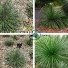 Agave geminiflora Succulents Garden Plants 20 Seeds