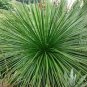 Agave geminiflora Succulents Garden Plants 20 Seeds