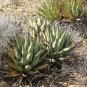 Agave cerulata subsp. cerulata Succulents Garden Plants 20 Seeds