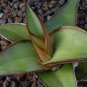 Agave chazaroi Succulents Garden Plants 20 Seeds