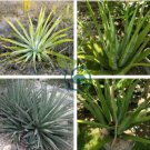 Golden Agave Succulents Garden Plants 20 Seeds