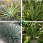 Golden Agave Succulents Garden Plants 20 Seeds