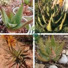 Aloe Mudenensis Succulents Garden Plants 20 Seeds