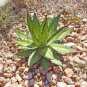 Agave Garciae Mendozae Agave Garden Plants 20 Seeds