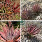 Agave Kerchovei Huajuapan Red Agave Garden Plants 20 Seeds