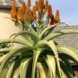 Aloe thraskii Succulents Garden Plants 20 Seeds