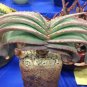 Aloe Love Heart Shape Suprafoliata 20 Seeds