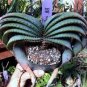 Aloe Love Heart Shape Suprafoliata 20 Seeds