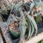 Aloe Love Heart Shape Suprafoliata 20 Seeds