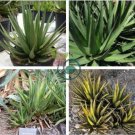 Agave triangularis 'Subintegra' Seeds Succulents Garden Plants 20 Seeds