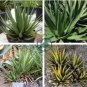 Agave triangularis 'Subintegra' Seeds Succulents Garden Plants 20 Seeds