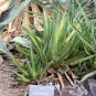 Agave triangularis 'Subintegra' Seeds Succulents Garden Plants 20 Seeds